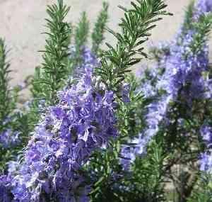 Huile de romarin (Rosmarinus officinalis) 50 ml