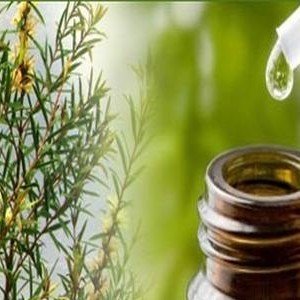 RACINE VITA Huile essentielle de l&rsquo;arbre à thé 10 ml