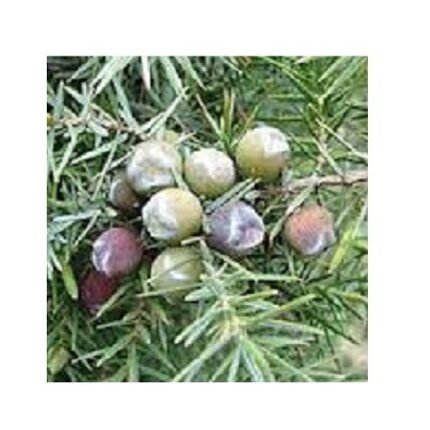 Racine-vita Huile de Cade 40 ml